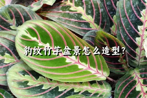 豹纹竹芋盆景怎么造型？