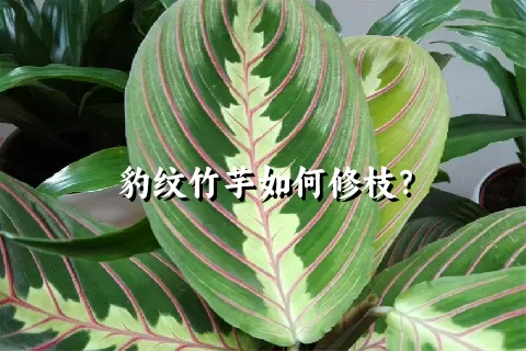 豹纹竹芋如何修枝？