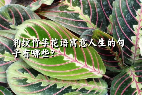 豹纹竹芋花语寓意人生的句子有哪些？