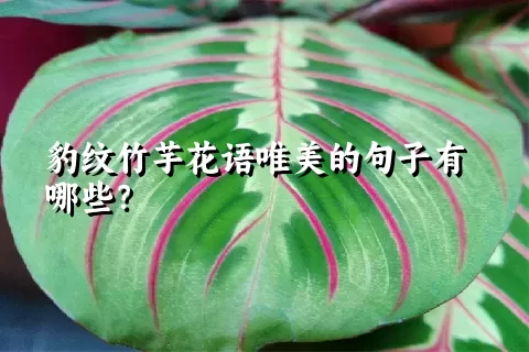 豹纹竹芋花语唯美的句子有哪些？