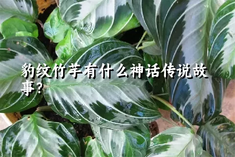 豹纹竹芋有什么神话传说故事？