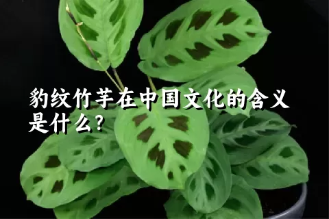 豹纹竹芋在中国文化的含义是什么？