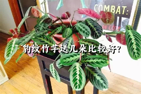 豹纹竹芋送几朵比较好？