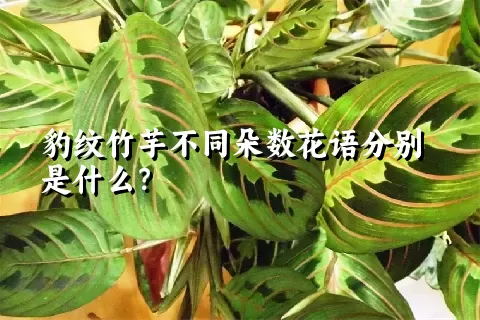 豹纹竹芋不同朵数花语分别是什么？