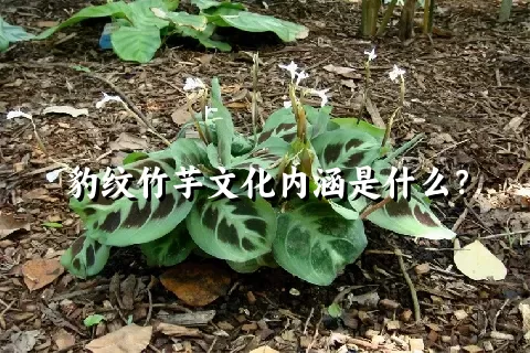 豹纹竹芋文化内涵是什么？