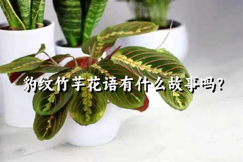 豹纹竹芋花语有什么故事吗？