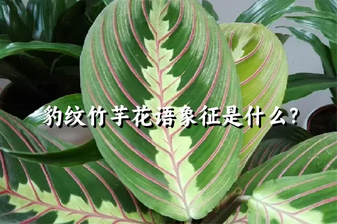 豹纹竹芋花语象征是什么？