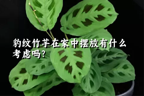 豹纹竹芋在家中摆放有什么考虑吗？