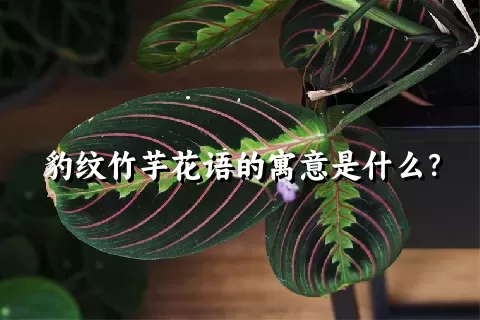 豹纹竹芋花语的寓意是什么？