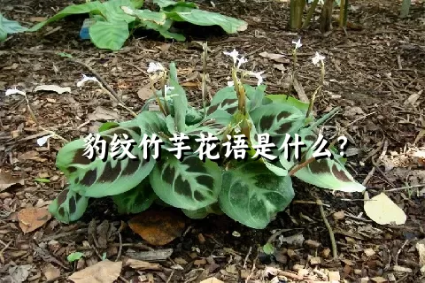 豹纹竹芋花语是什么？