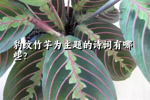 豹纹竹芋为主题的诗词有哪些？