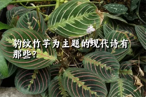 豹纹竹芋为主题的现代诗有那些？