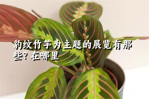 豹纹竹芋为主题的展览有那些？在哪里