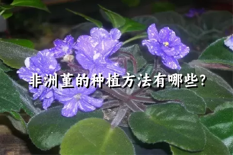 非洲堇的种植方法有哪些？