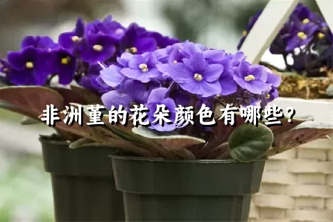 非洲堇的花朵颜色有哪些？