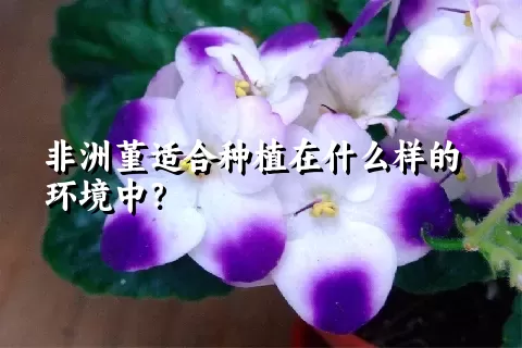 非洲堇适合种植在什么样的环境中？