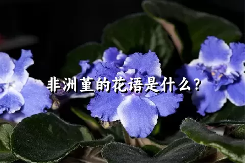 非洲堇的花语是什么？