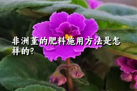 非洲堇的肥料施用方法是怎样的？