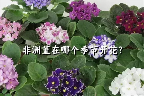 非洲堇在哪个季节开花？