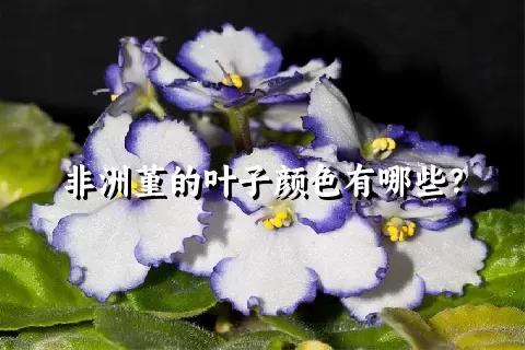 非洲堇的叶子颜色有哪些？