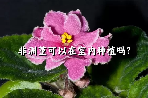 非洲堇可以在室内种植吗？