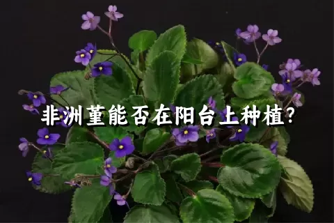 非洲堇能否在阳台上种植？