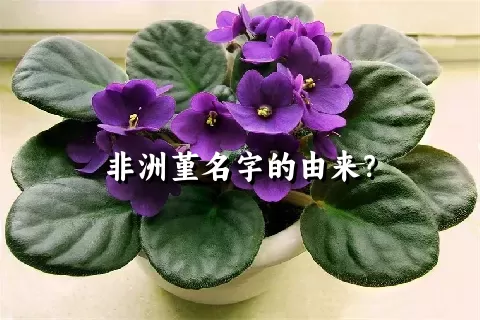 非洲堇名字的由来？