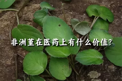 非洲堇在医药上有什么价值？