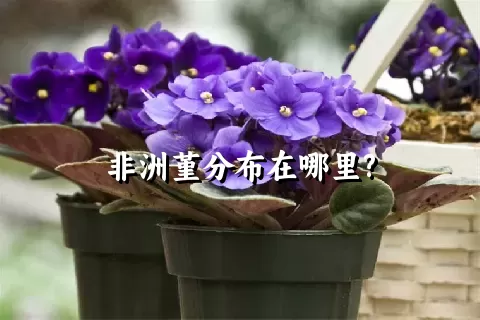 非洲堇分布在哪里?