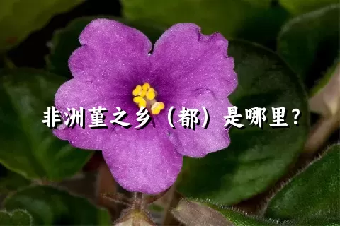 非洲堇之乡（都）是哪里？