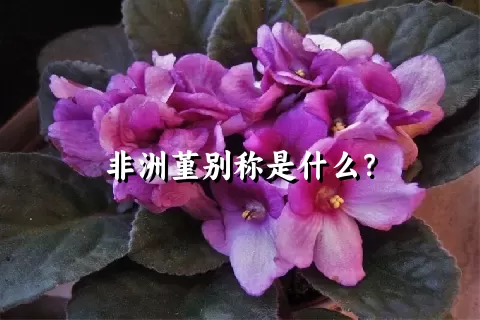 非洲堇别称是什么？