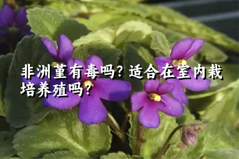 非洲堇有毒吗？适合在室内栽培养殖吗？