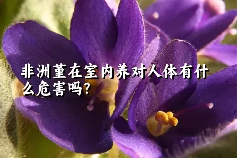 非洲堇在室内养对人体有什么危害吗？