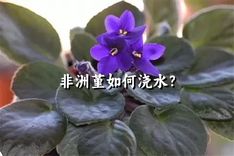 非洲堇如何浇水？