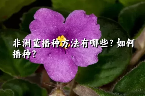 非洲堇播种方法有哪些？如何播种？