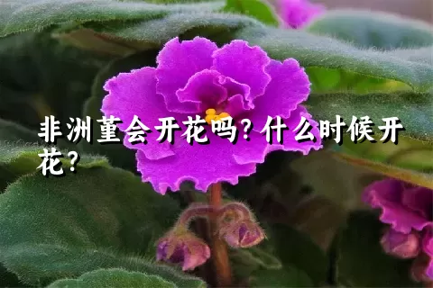 非洲堇会开花吗？什么时候开花？