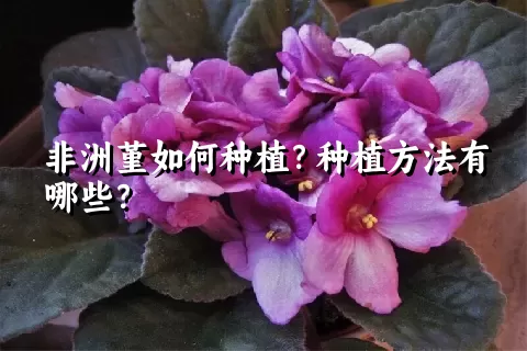 非洲堇如何种植？种植方法有哪些？