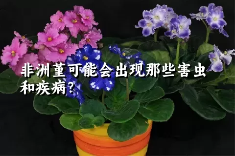 非洲堇可能会出现那些害虫和疾病？