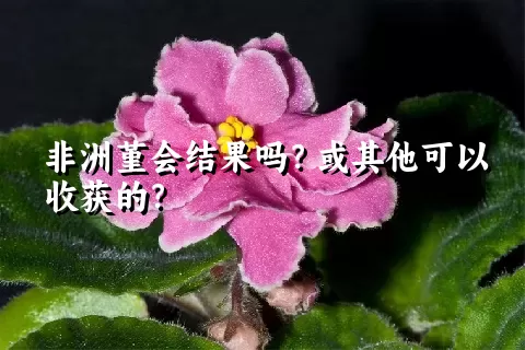 非洲堇会结果吗？或其他可以收获的？