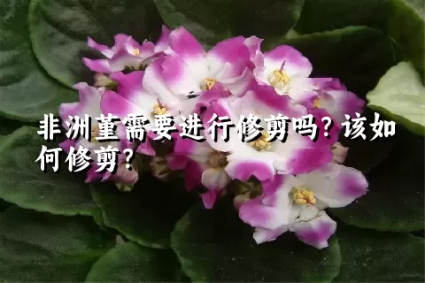 非洲堇需要进行修剪吗？该如何修剪？