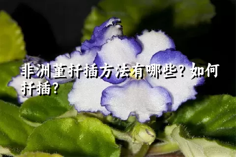 非洲堇扦插方法有哪些？如何扦插？