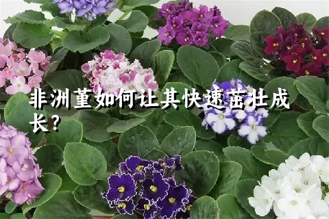 非洲堇如何让其快速茁壮成长？