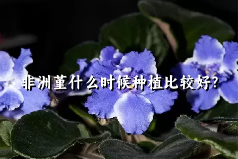 非洲堇什么时候种植比较好？