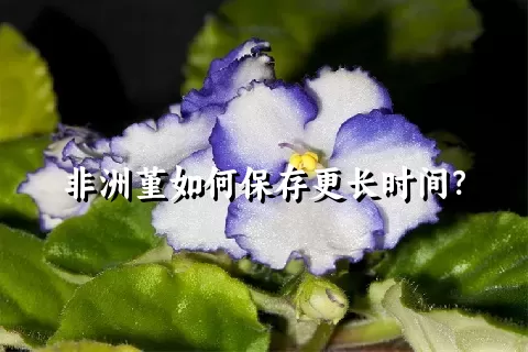 非洲堇如何保存更长时间？