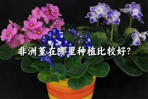 非洲堇在哪里种植比较好？