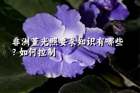 非洲堇光照要求知识有哪些？如何控制