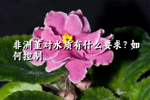 非洲堇对水质有什么要求？如何控制