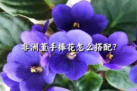 非洲堇手捧花怎么搭配？