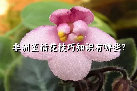 非洲堇插花技巧知识有哪些？