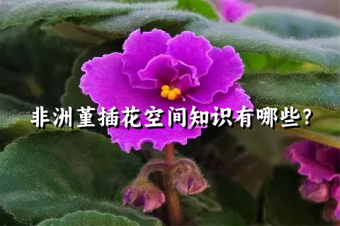 非洲堇插花空间知识有哪些？